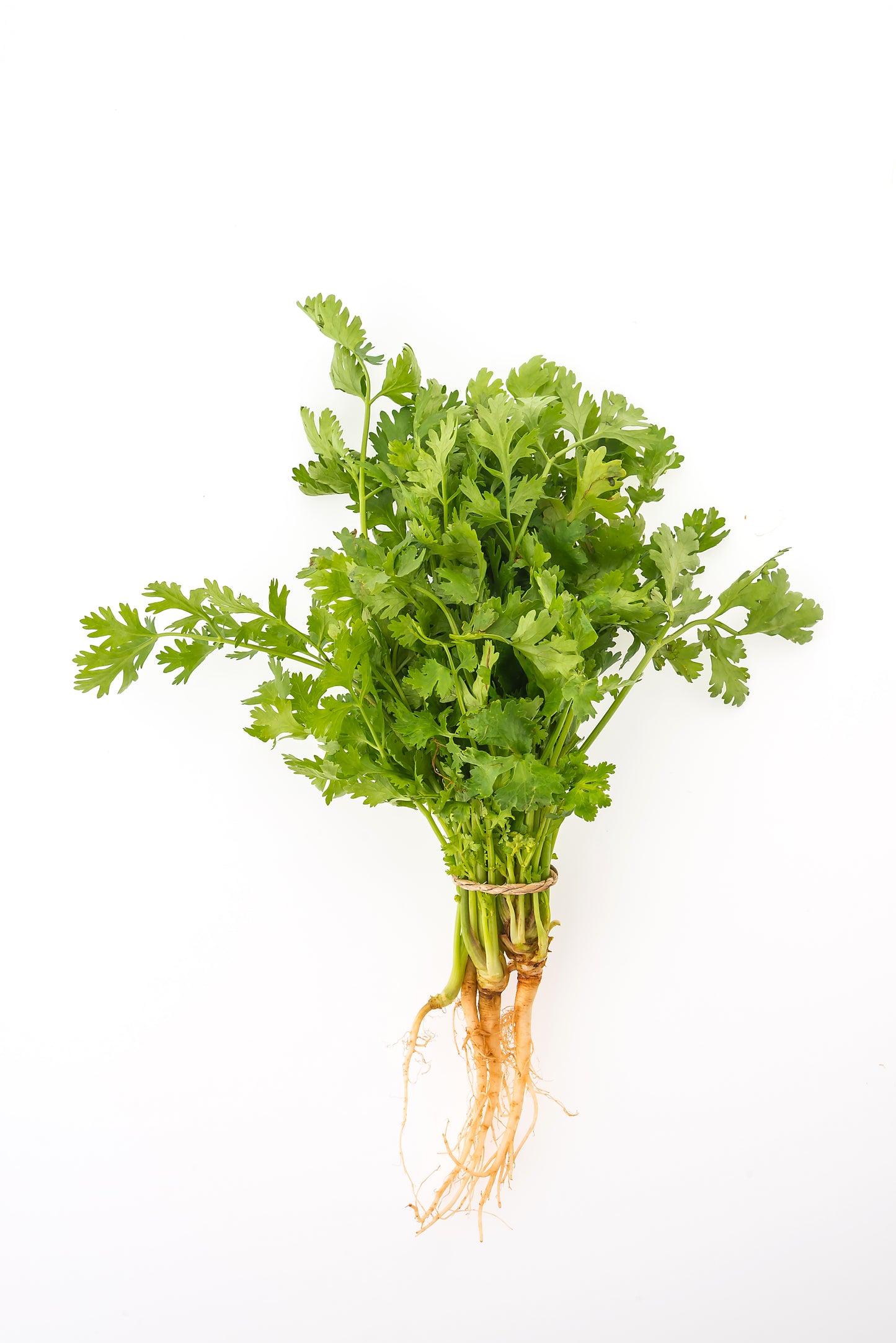 Coriander (कोथिंबीर)