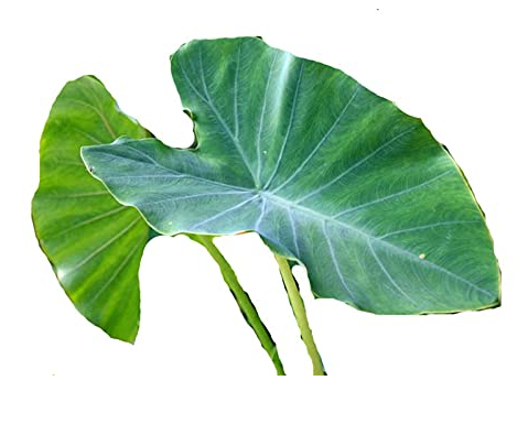 Colocasia (अळूची पाने)