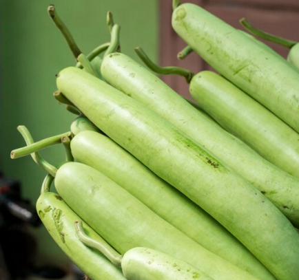 Bottle Gourd (दुधीभोपळा)