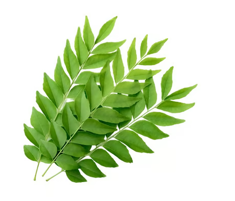 Curry Leaves (कढीपत्ता)