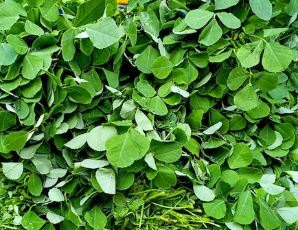 Fenugreek Leaves- Methi (मेथी)